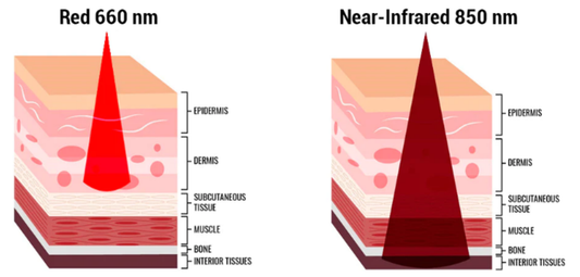 A diagram comparing 660nm vs 850nm wavelengths, showing red light stopping at the skin and near-infrared light penetrating to deep muscle tissue.